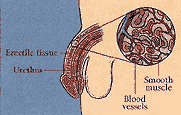 impotence, impotence herb, impotence drugs, impotence viagra, smoking and impotence, impotence remedy, male impotence, care for impotence, treatment for impotence, sexual impotence, impotence drug, what is impotence, impotence cures, impotence treatment, impotence drugs, depression impotence, psychological impotence, impotence clinic, diabetic impotence. 