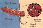 impotence, impotence herb, impotence drugs, impotence viagra, smoking and impotence, impotence remedy, male impotence, care for impotence, treatment for impotence, sexual impotence, impotence drug, what is impotence, impotence cures, impotence treatment, impotence drugs, depression impotence, psychological impotence, impotence clinic, diabetic impotence. 